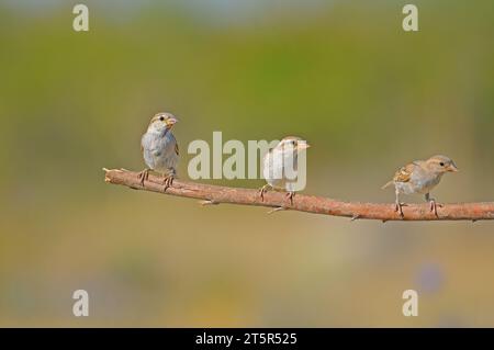 Passeri appollaiati su una diramazione. Tre passeri sul ramo. Foto Stock