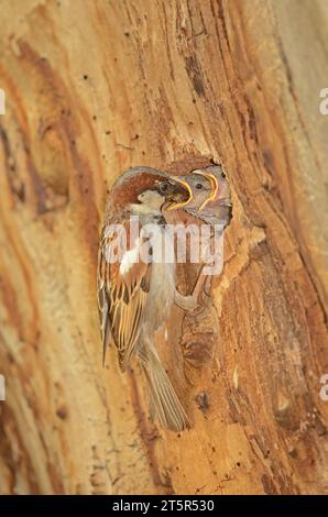 Il passero dà da mangiare ai suoi pulcini nel nido. Foto Stock
