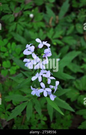 In primavera, la cardamina bulbifera cresce nella foresta e nella natura selvaggia Foto Stock