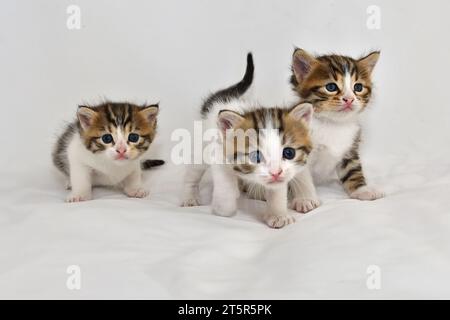 Tre cuccioli dagli occhi tristi Cat. Foto Stock