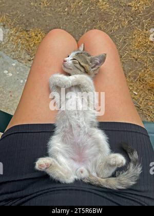 Gattino che dorme in grembo alla ragazza Foto Stock