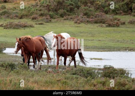 Quattro pony neri e bianchi della New Forest che corrono fuori dall'acqua presso lo stagno di Hatchet, con erba e erica sullo sfondo Foto Stock