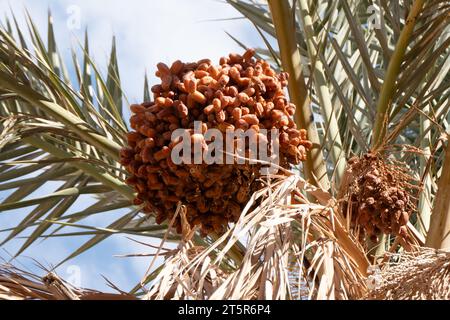 Datteri freschi in una palma nel sud di Maro Foto Stock