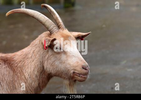 Colpo alla testa di una capra pigmea bruna (Capra aegagrus hircus) nello zoo di animali domestici Pets Corner a Jesmond Dene, Newcastle Foto Stock