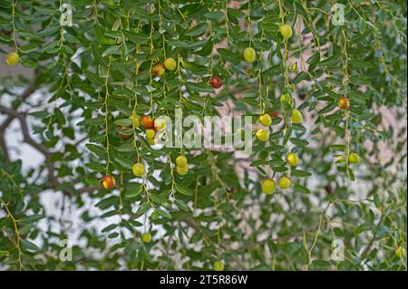 jujube frutti su un albero su uno sfondo di foglie verdi Foto Stock