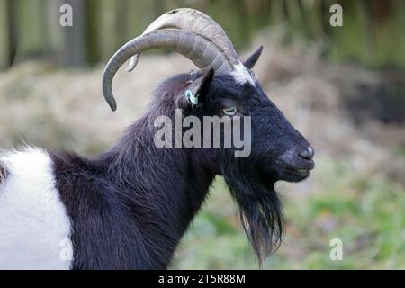 Colpo alla testa di una capra Bagot bianca e nera (Capra hircus) nello zoo di animali domestici Pets Corner a Jesmond Dene, Newcastle Foto Stock