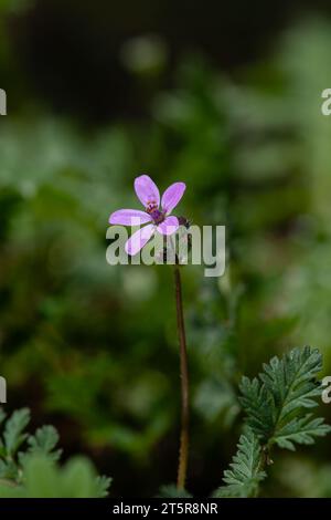 Il becco della cicogna soffice o con foglie di malva è molto vicino al nome latino erodium malacoides. Foto Stock