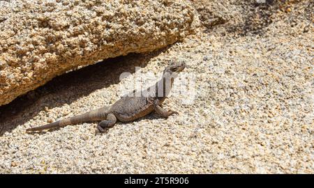 Lucertola comune di Chuckwalla (Sauromalus ater) sotto il sole nel Joshua Tree National Park, California, USA Foto Stock