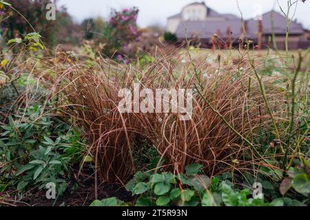 Pedine in bronzo. Carex cresce in un giardino autunnale al confine con i fiori. Neozelandese Hair Sedge. Erba ornamentale Foto Stock