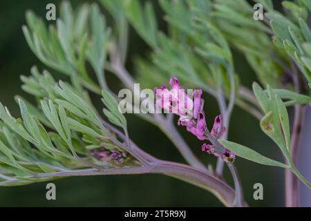 Fumaria officinalis, fumitory comune, fumitory di medicina o fumo di terra, è una pianta erbacea annuale fioritura, guarigione per problemi della pelle, purifica del sangue Foto Stock