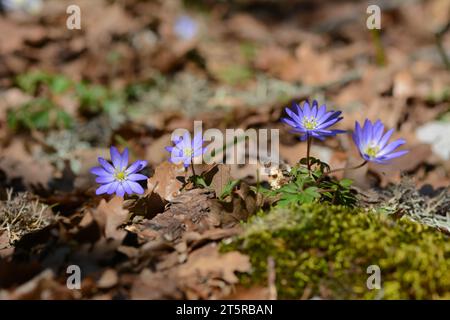 Anemonoides blanda, SYN. L'anemone balcanico, fiore del vento greco o fiore del vento invernale, è una specie di pianta da fiore della famiglia delle Ranunculaceae. Foto Stock