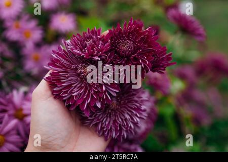 I crisantemi viola della Borgogna fioriscono nel giardino di ottobre. Fiori autunnali in fiore. Il giardiniere contiene la testata di fiori. Primo piano Foto Stock