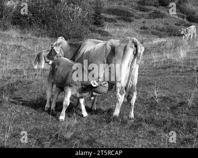 Mucca e vitello rosso bruno insieme nel prato mentre il vitello beve latte da sua madre. Foto scattata in bianco e nero. Foto Stock