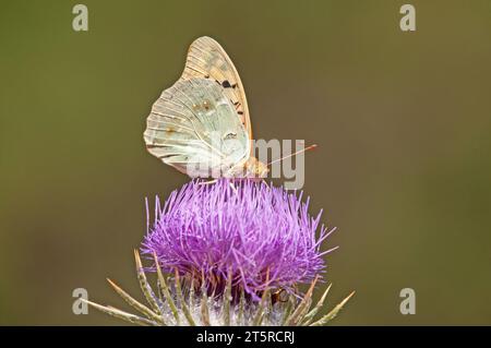 La Fritillaria mediterranea (Argynnis pandora) è una farfalla che vola molto velocemente in terreni aperti. Farfalla su un fiore viola. Foto Stock