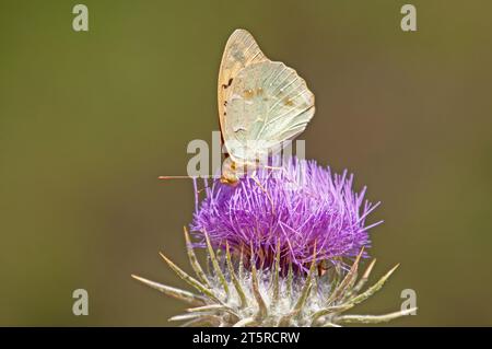 La Fritillaria mediterranea (Argynnis pandora) è una farfalla che vola molto velocemente in terreni aperti. Farfalla su un fiore viola. Foto Stock