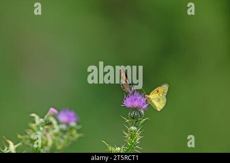 Farfalla gialla nuvolata (Colias croceus) che fiorisce sul nettare di fiore su sfondo verde. Scena della natura selvaggia. Foto Stock