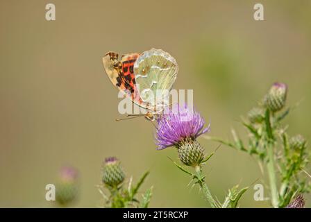 La Fritillaria mediterranea (Argynnis pandora) è una farfalla che vola molto velocemente in terreni aperti. Farfalla su un fiore viola. Foto Stock