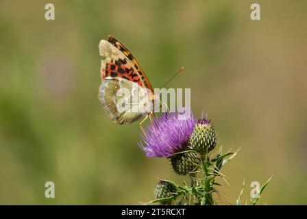 La Fritillaria mediterranea (Argynnis pandora) è una farfalla che vola molto velocemente in terreni aperti. Farfalla su un fiore viola. Foto Stock