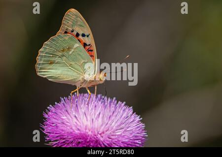 La Fritillaria mediterranea (Argynnis pandora) è una farfalla che vola molto velocemente in terreni aperti. Farfalla su un fiore viola. Foto Stock