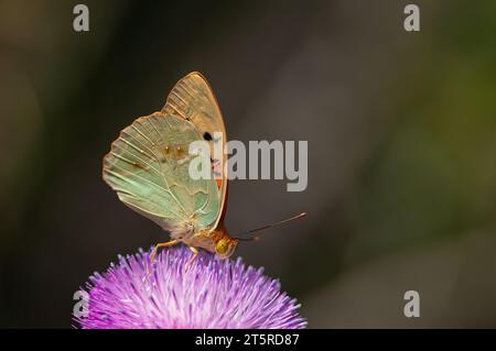 La Fritillaria mediterranea (Argynnis pandora) è una farfalla che vola molto velocemente in terreni aperti. Farfalla su un fiore viola. Foto Stock