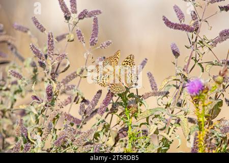 Veduta sottostante di un paio di farfalle della Fritillaria Mediterranea (Argynnis pandora) su fiori viola. Foto Stock