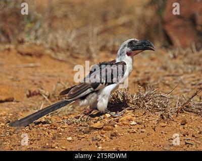 Hornbill donna adulta di Jackson (Tockus jacksoni) che si allena su un terreno roccioso asciutto a Laikipia, Kenya, Africa Foto Stock