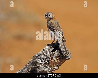 Tessitore a testa singola (Sporopipes frontalis) arroccato sul cespuglio di alberi di deadwood nell'arido cespuglio della contea di Laikiipia in Kenya, Africa Foto Stock