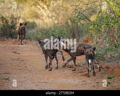 confezione di cani selvatici africani (Lycaon Pictus) prima di partire per la caccia nella contea di Laikipia, Kenya, Africa Foto Stock