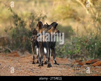 branco di cani selvatici africani/Lupi dipinti (Lycaon Pictus) guardando a sinistra e a destra, partendo in un unico file per cacciare nella contea di Laikipia, Kenya, Africa Foto Stock