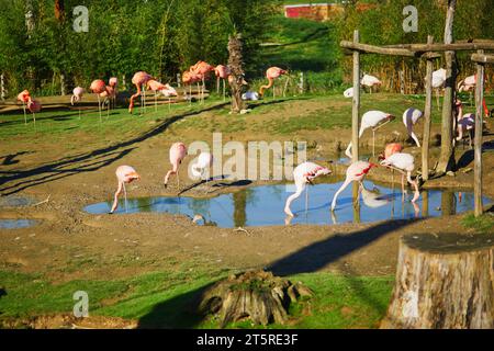 Molti fenicotteri rosa nel parco zoologico di Parigi, in Francia Foto Stock