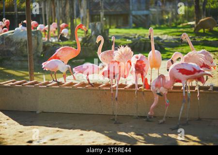 Molti fenicotteri rosa nel parco zoologico di Parigi, in Francia Foto Stock