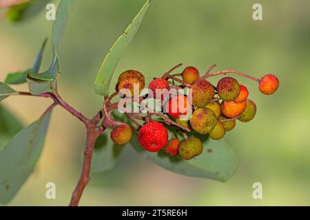 Frutti e foglie di fragole di montagna. Foto Stock