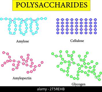 Tipi di polisaccaridi.concezione scientifica. Amilosio, cellulosa, amilopectina e glicogeno. Illustrazione vettoriale. Illustrazione Vettoriale