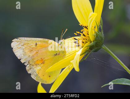 Primo piano o foto macro di una farfalla zolfo nuvolosa (Colias philodice impollinando un fiore selvatico giallo nel nord del Minnesota negli Stati Uniti Foto Stock