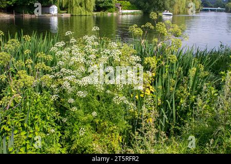 Fiori selvatici ed erbe in fiore sulle rive del Tamigi a Cookham Village, Berkshire, Inghilterra a metà giugno 2023. Foto Stock