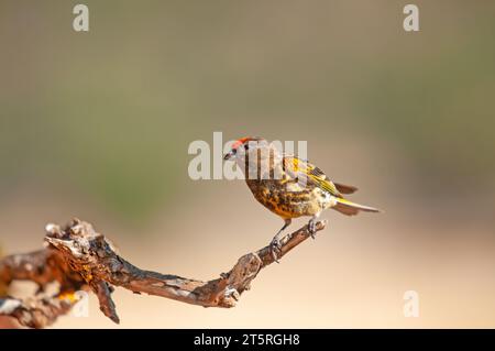 Serin dalla parte rossa, Serinus pusillus in Turchia. Foto Stock