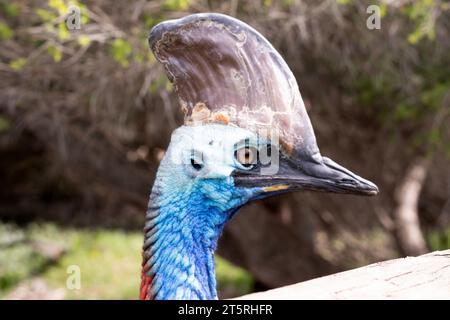 Il cassowary è grande, senza volo. È ricoperta di piume nere a due punte e presenta un grande casco sulla testa. Foto Stock