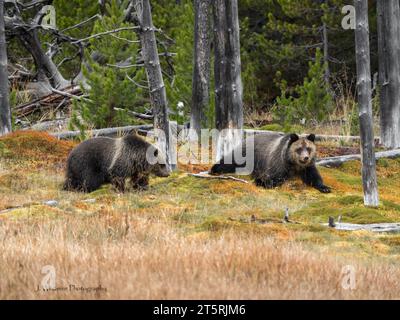 Gli orsi grizzly vagano liberamente in un campo mangiando frutti di bosco nel parco di Yellowstone Foto Stock