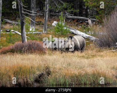 Gli orsi grizzly vagano liberamente in un campo mangiando frutti di bosco nel parco di Yellowstone Foto Stock