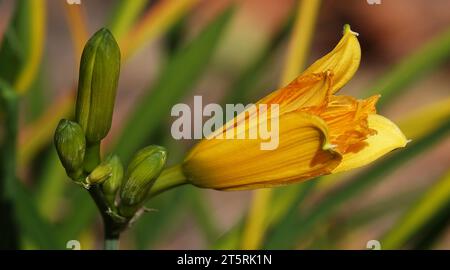 Il fiore diurno Middendorf è una pianta erbacea della famiglia Asphodelaceae. Foto Stock