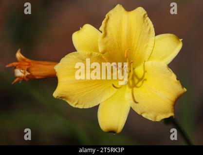 Il fiore diurno Middendorf è una pianta erbacea della famiglia Asphodelaceae. Foto Stock