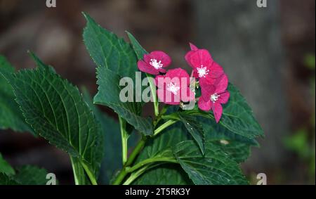 Flowers Hydrangea Pink è una pianta arbustiva della famiglia delle Hydrangeaceae. Foto Stock