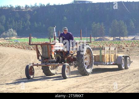 Un uomo che guida un trattore attraverso un campo di zucche alla fine di ottobre allo Smith Rock Ranch, vicino a Terrebonne, Oregon. Foto Stock