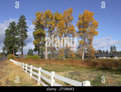 Alberi di cottonwood giganti che diventano oro a Octobershadow, una casa di ranch vicino alla piccola città di Sisters, Oregon, nella catena montuosa delle Cascate dell'Oregon. Foto Stock