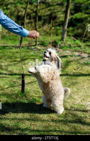 Un gioioso cane cinese crestata in piedi sulle zampe posteriori e in cerca di una delizia, fornito dal proprietario. Addestramento all'obbedienza del cane. Riproduzione wi Foto Stock