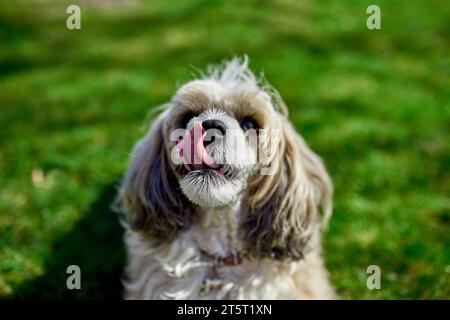 Il giocoso cane cinese con polveri crestata leccata il naso mentre si stende sull'erba. Compagnia canina, amico a quattro zampe. Immagine per l'adozione di cani campai Foto Stock