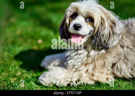 Adorabile cane sfoglia cinese con la lingua sdraiata su un prato. Ritratto ravvicinato di un doggy sorridente e giocoso. Addestramento dei cani. Immagine da eseguire Foto Stock