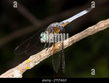 Primo piano di un colorato Blue Dasher Dragonfly (Pachydiplomax longipennis) arroccato su un piccolo ramoscello nel nord del Minnesota negli Stati Uniti Foto Stock