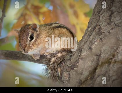 Adorabile Chipmunk (Tamias) seduto su un arto di quercia con uno sfondo autunnale molto colorato nella Chippewa National Forest, nel nord del Minnesota USA Foto Stock