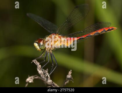 Primo piano di una Dragonfly di rubino Meadowhawk (Sympetrum rubicundulum) arroccata sulla punta di erbacce essiccate nel nord del Minnesota negli Stati Uniti Foto Stock